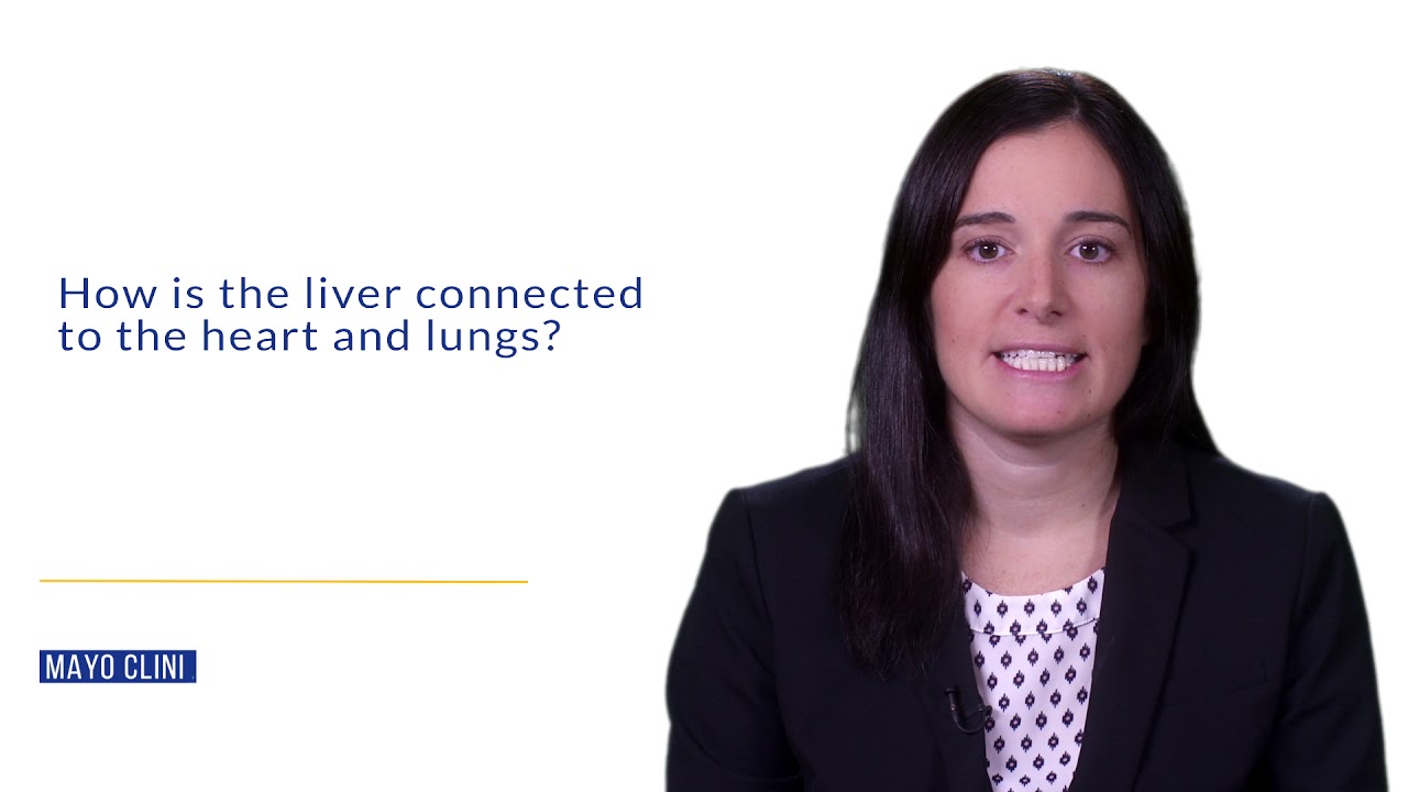 How is the liver connected to the heart and lungs?